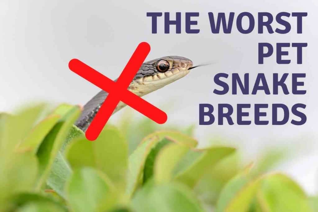 Worst Pet Snakes 1 1 10 Worst Pet Snakes And Why You Should Avoid Them!