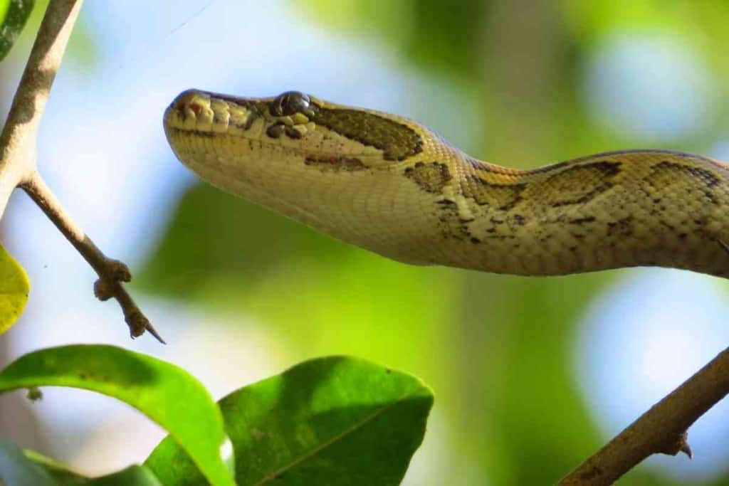 Worst Pet Snakes 1 10 Worst Pet Snakes And Why You Should Avoid Them!