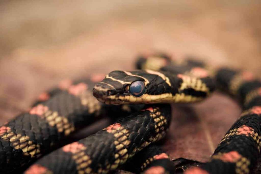 Worst Pet Snakes 3 10 Worst Pet Snakes And Why You Should Avoid Them!