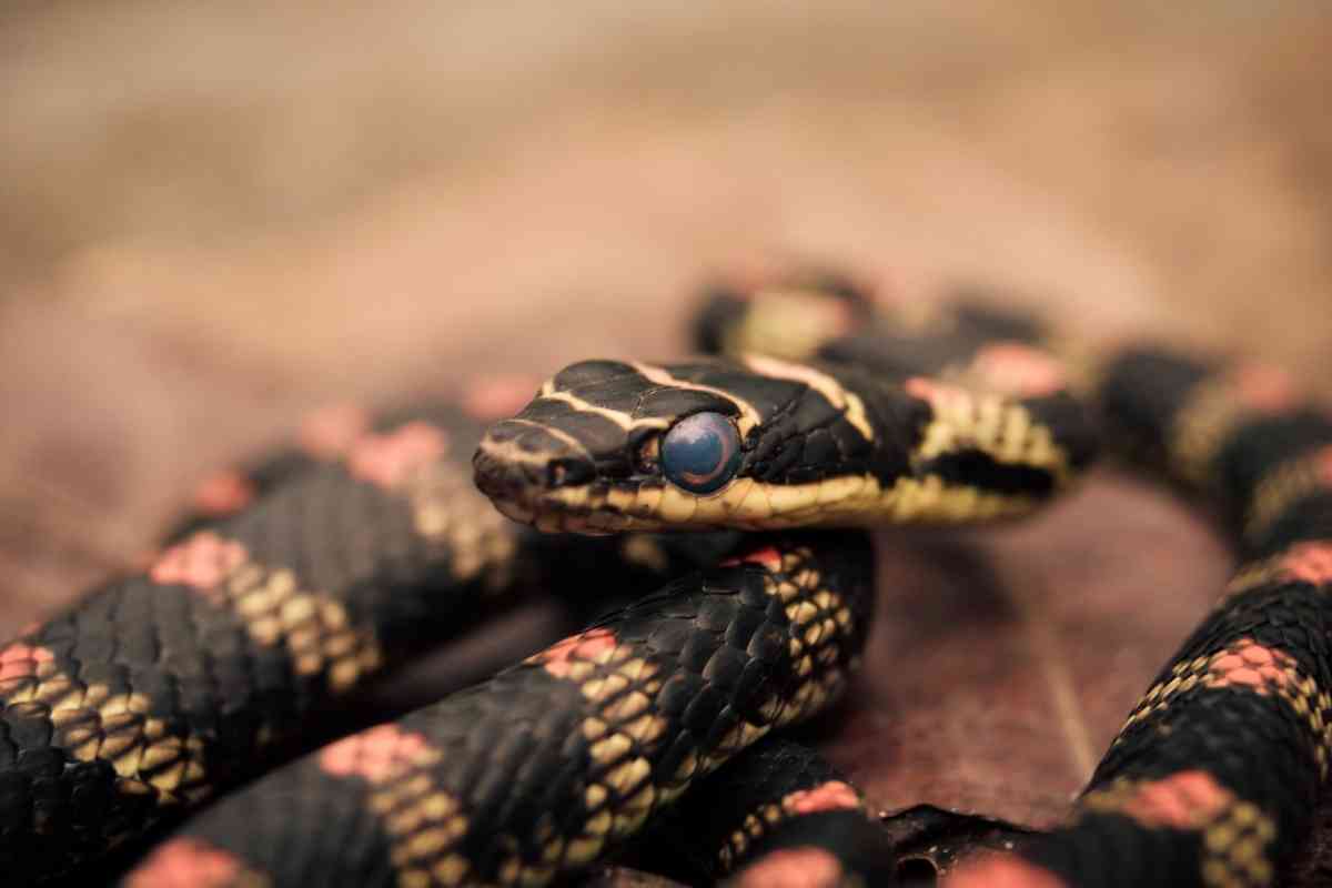 10 Worst Pet Snakes And Why You Should Avoid Them! Embora Pets