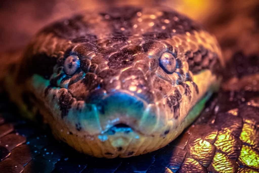 Can Pet Snakes be Affectionate to Their Owners? Embora Pets