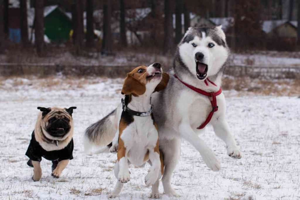 are huskys good with little dogs