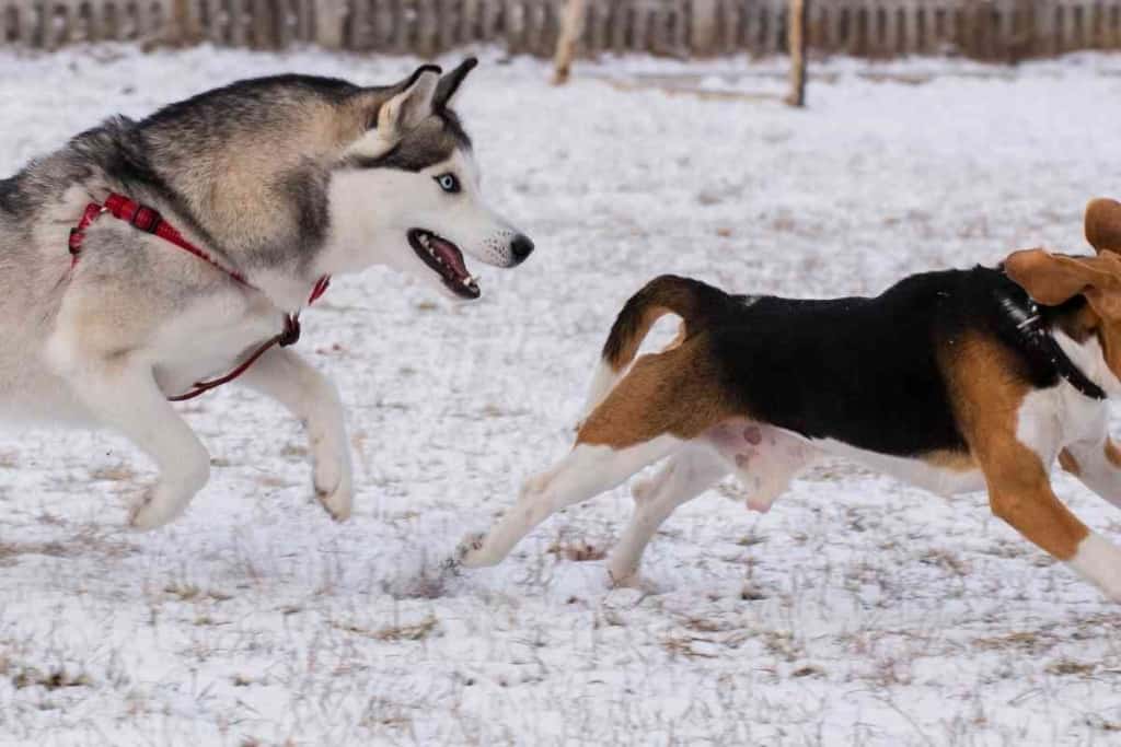 Are Huskies Good With Other Dogs 1 Are Huskies Good With Other Dogs? What About Small Dogs?