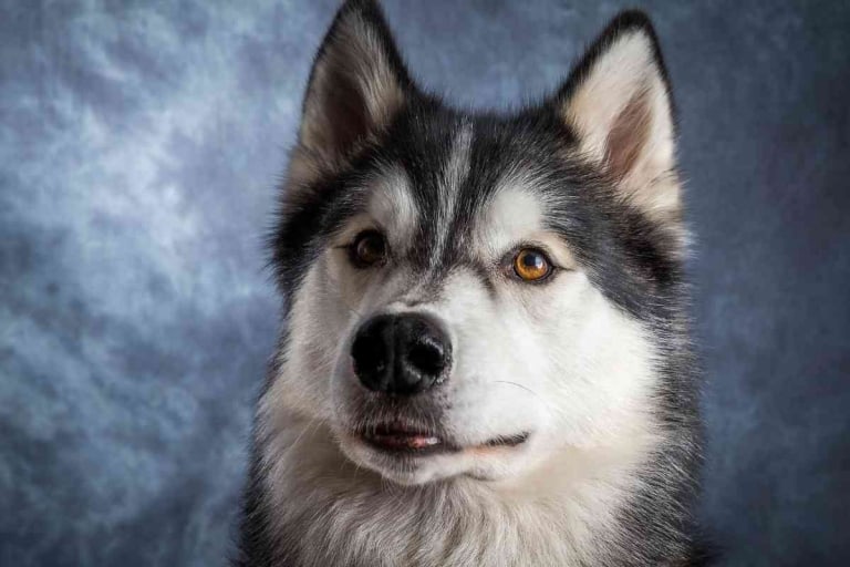 Can A Husky Be Shaved? Is It Dangerous? Embora Pets