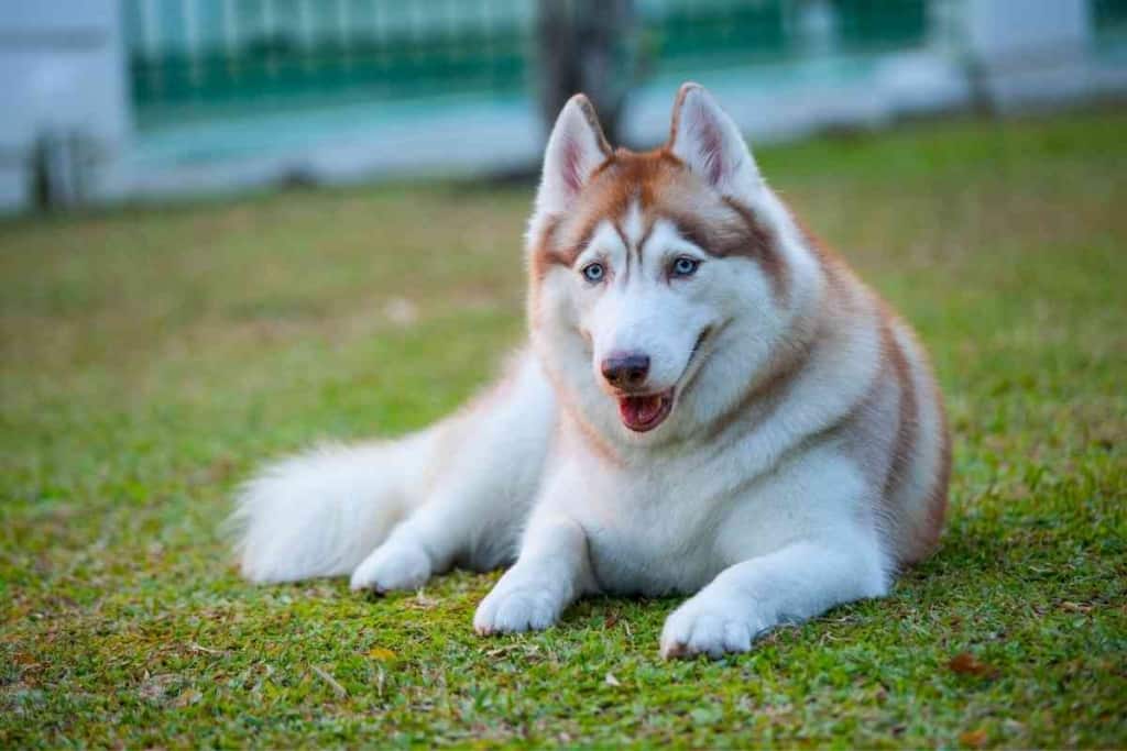 are siberian huskies dangerous with small dogs