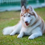 Can A Husky Be Shaved 1 How To Take Care Of A Husky Puppy: A First-Time Owner’s Guide