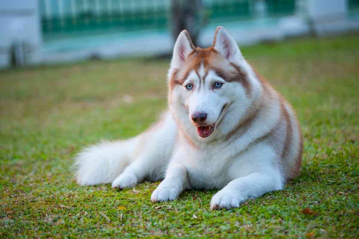 Can A Husky Be Shaved Is It Dangerous Embora Pets