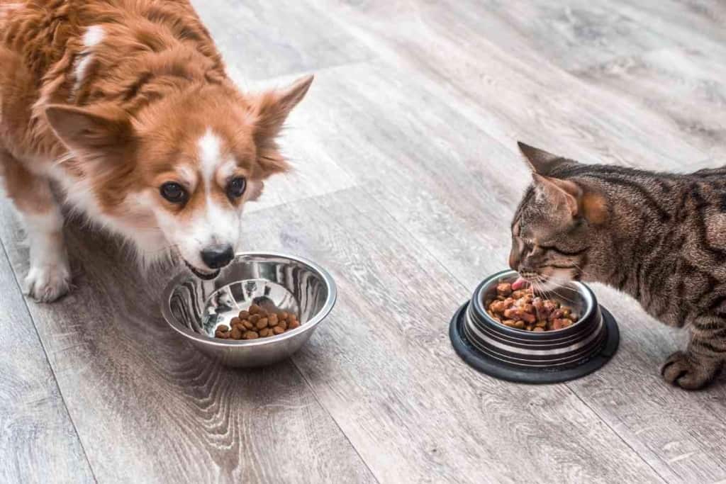 Can Cats Eat Puppy Food 1 1 Can Cats Eat Puppy Food? SHOULD Cats Eat Puppy Food?