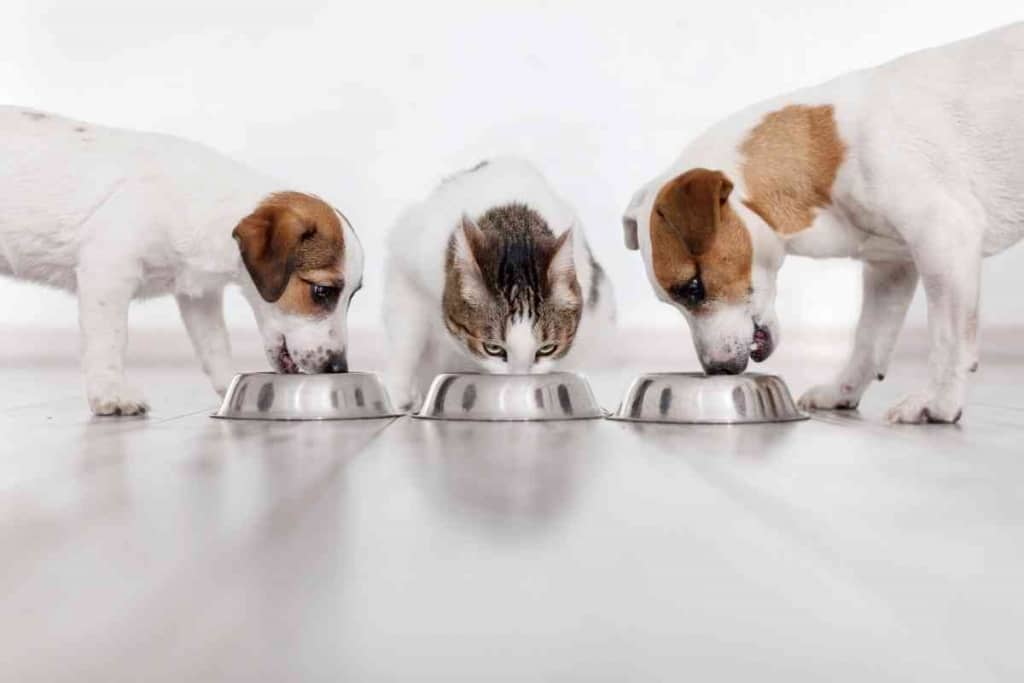 Can Cats Eat Puppy Food 1 Can Cats Eat Puppy Food? SHOULD Cats Eat Puppy Food?