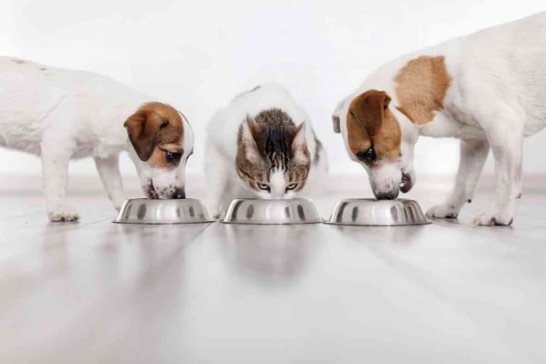 Can Cats Eat Puppy Food? SHOULD Cats Eat Puppy Food?