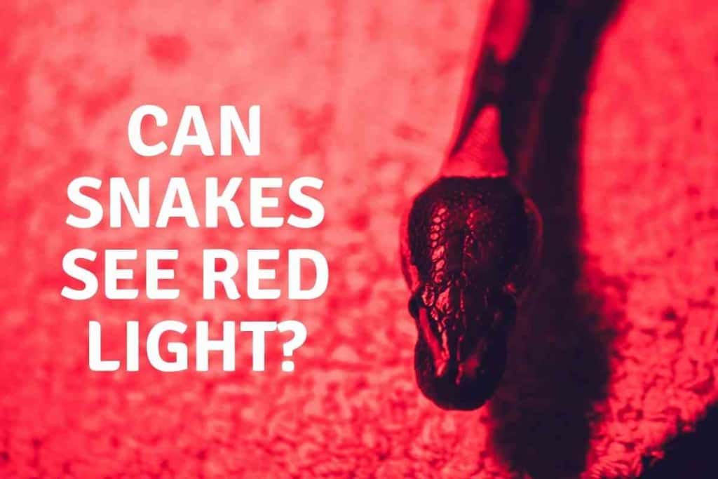 Can Snakes See Red Light 