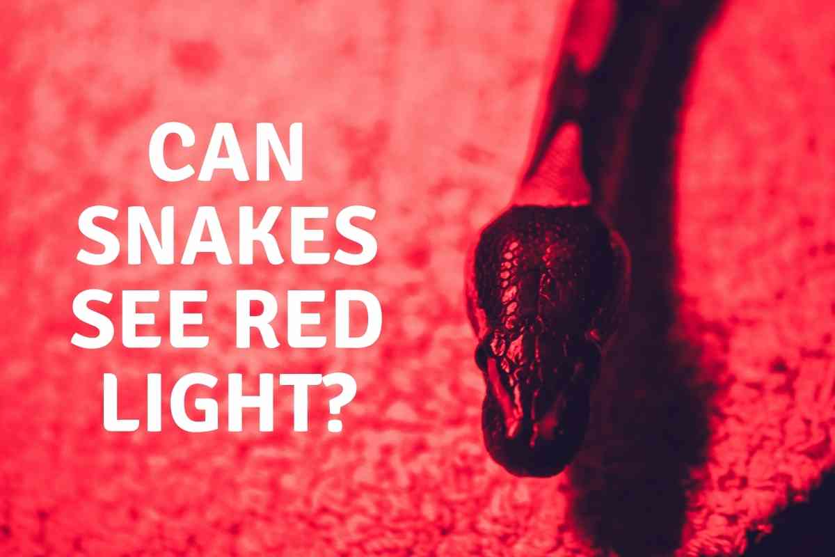 Can Snakes See Red Light? A Quick Answer! Embora Pets