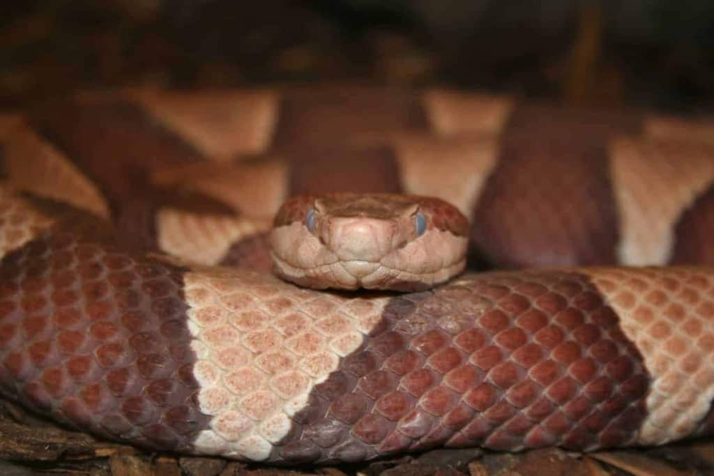 Corn Snake vs Copperhead Snake Corn Snake Vs. Copperhead: 10 Key Differences Explained!