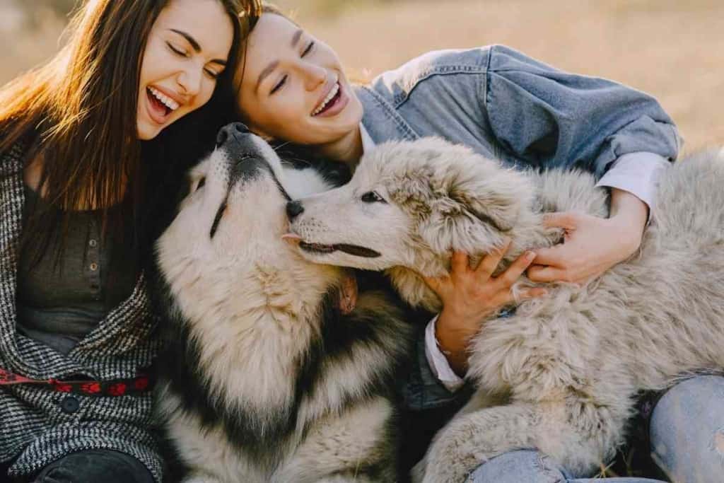 are huskies cuddlers