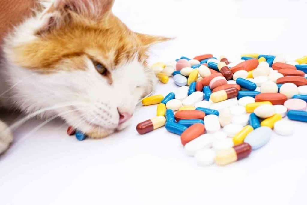 Giving Your Cat Amoxicillin 1 1 The Ultimate Guide To Giving Your Cat Amoxicillin