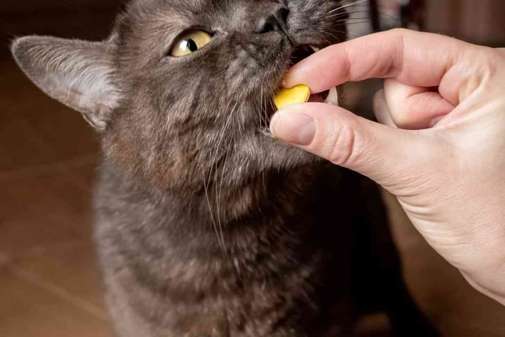 Giving Your Cat Amoxicillin 1 The Ultimate Guide To Giving Your Cat Amoxicillin