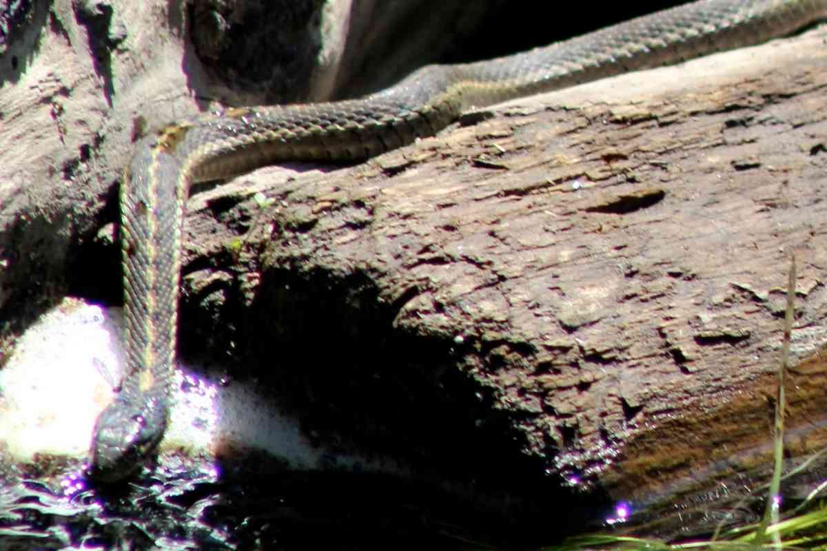 How Long Can A Snake Go Without Water? Signs Of Snake Dehydration ...