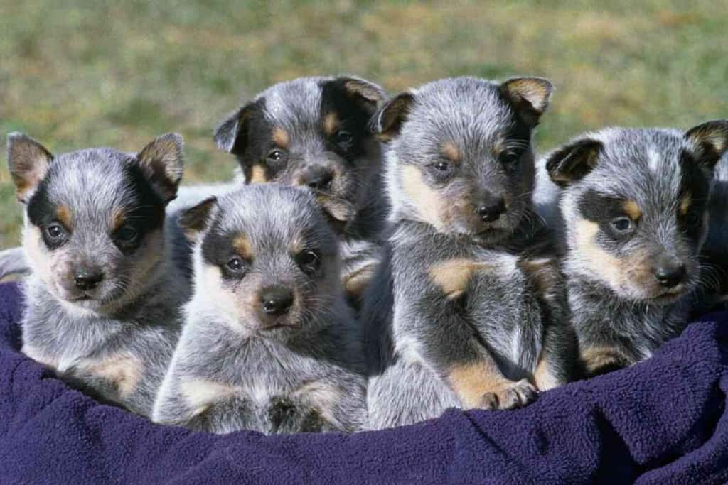 How Many Puppies A Blue Heeler Will Have 1 1 Blue Heeler Puppies | 6 Factors That Influence Birth Rate