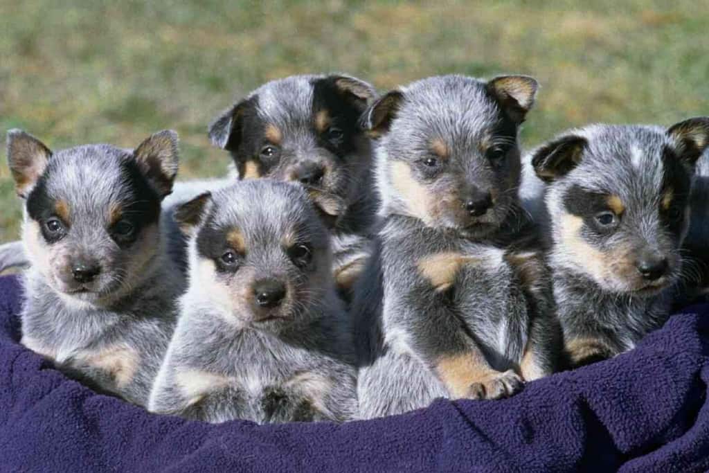 are australian cattle puppies born white