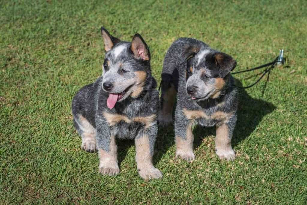 how long does a blue heeler carry puppies