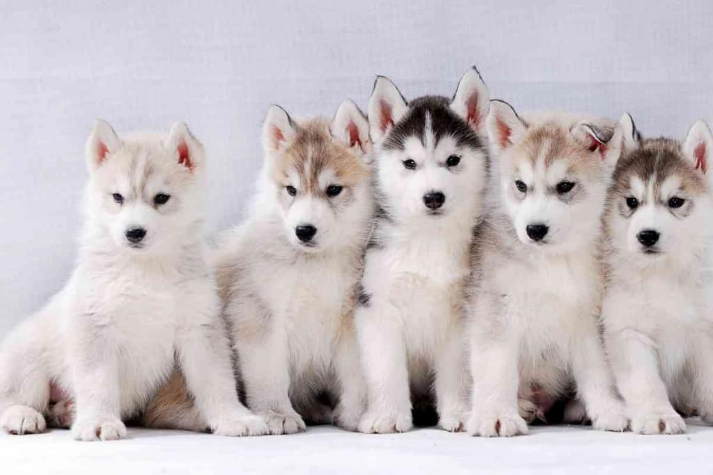 How Much Huskies Costs 1 1 5 Factors Affecting How Much Huskies Costs (+Hidden Costs)