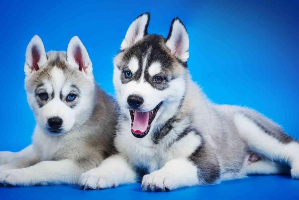 How Much Huskies Costs 1 5 Factors Affecting How Much Huskies Costs (+Hidden Costs)