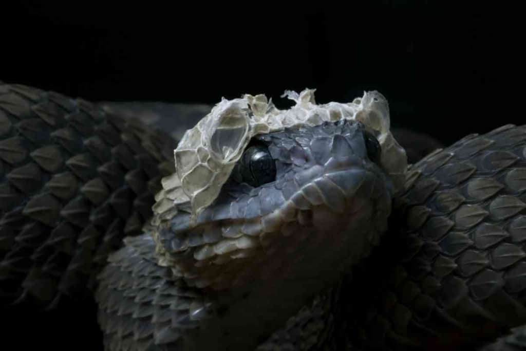 How Often Should A Snake Shed Whats Healthiest 1 1 How Often Should A Snake Shed? What’s Healthiest?