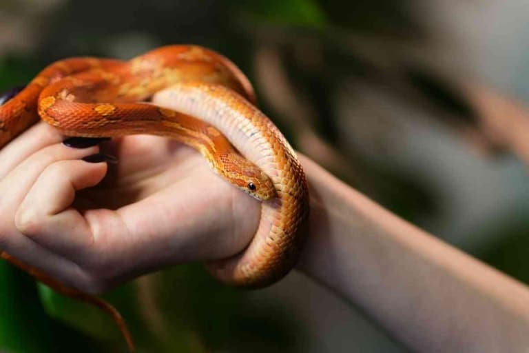 How Often Should I Handle My Corn Snake To Keep Them Friendly?