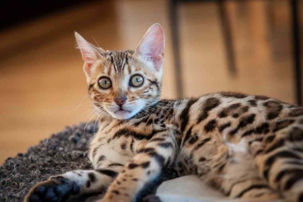 How much does a Bengal cat cost 1 4 Factors Influencing The Cost Of Bengal Cats
