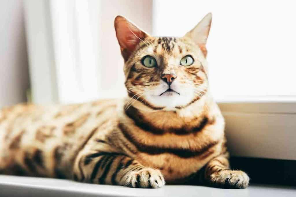 How much does a Bengal cat cost 1 2 4 Factors Influencing The Cost Of Bengal Cats