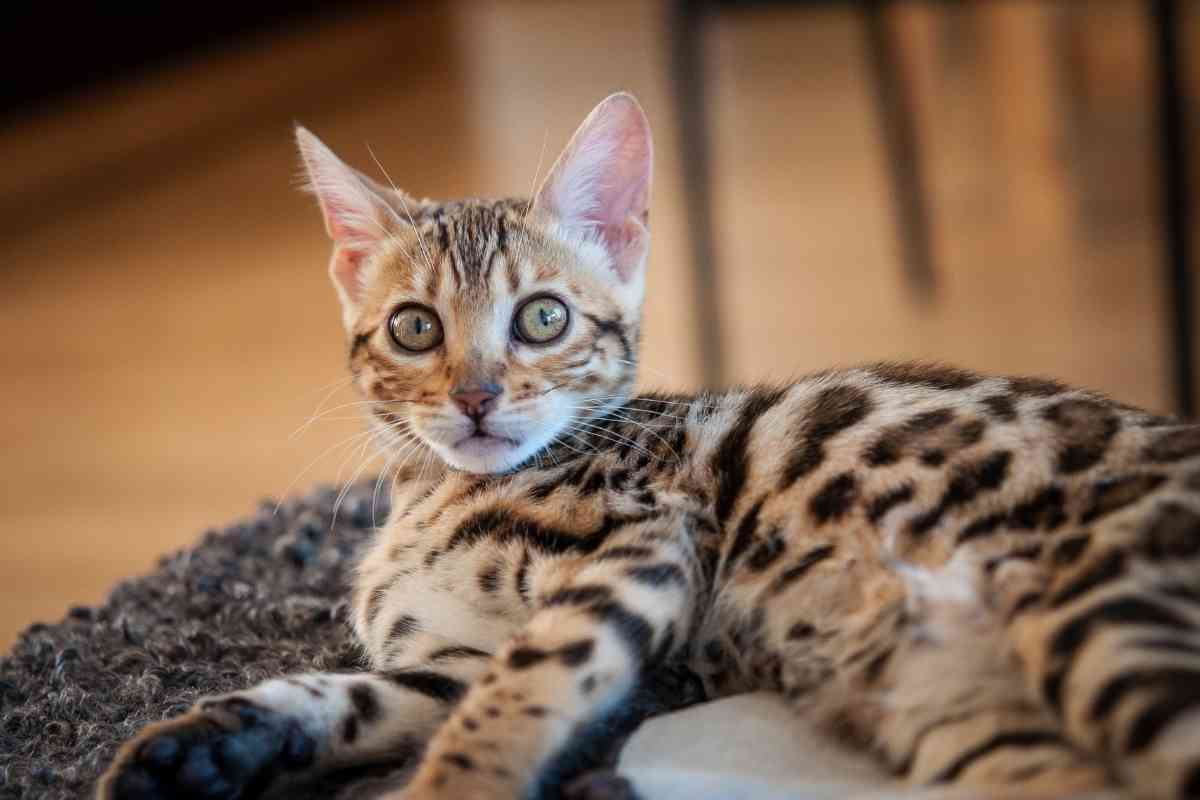 how-much-does-a-bengal-cat-cost-howmuchisit