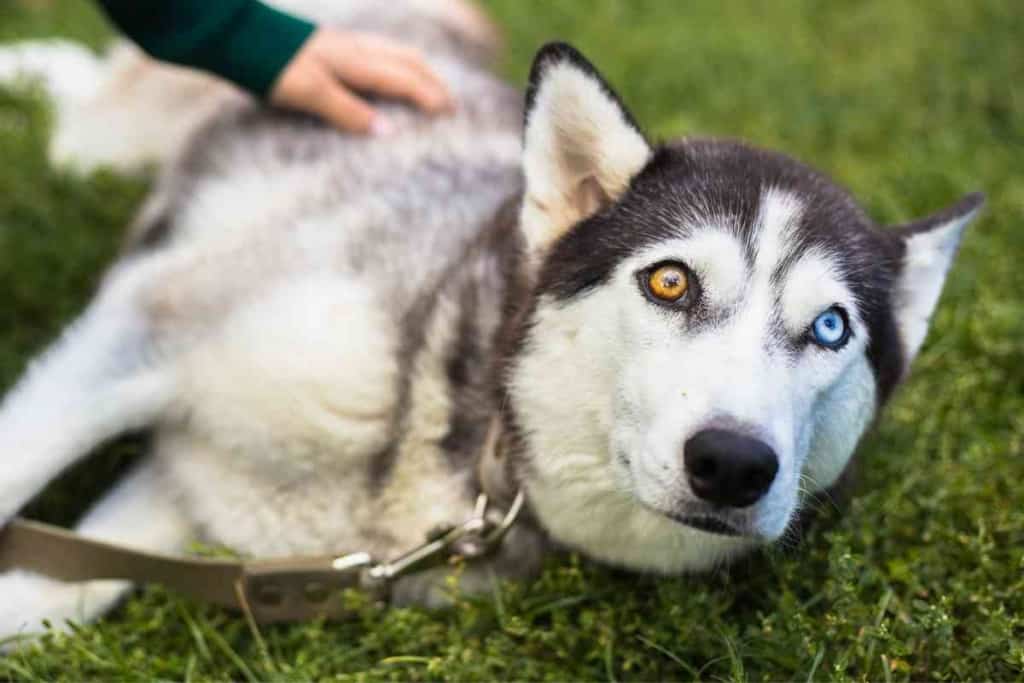 Husky Eye Color Everything You Want To Know About The Eyes Of Huskies 1 1 Husky Eye Color - Everything You Want To Know About The Eyes Of Huskies