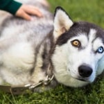Husky Eye Color Everything You Want To Know About The Eyes Of Huskies 1 1 How To Take Care Of A Husky Puppy: A First-Time Owner’s Guide
