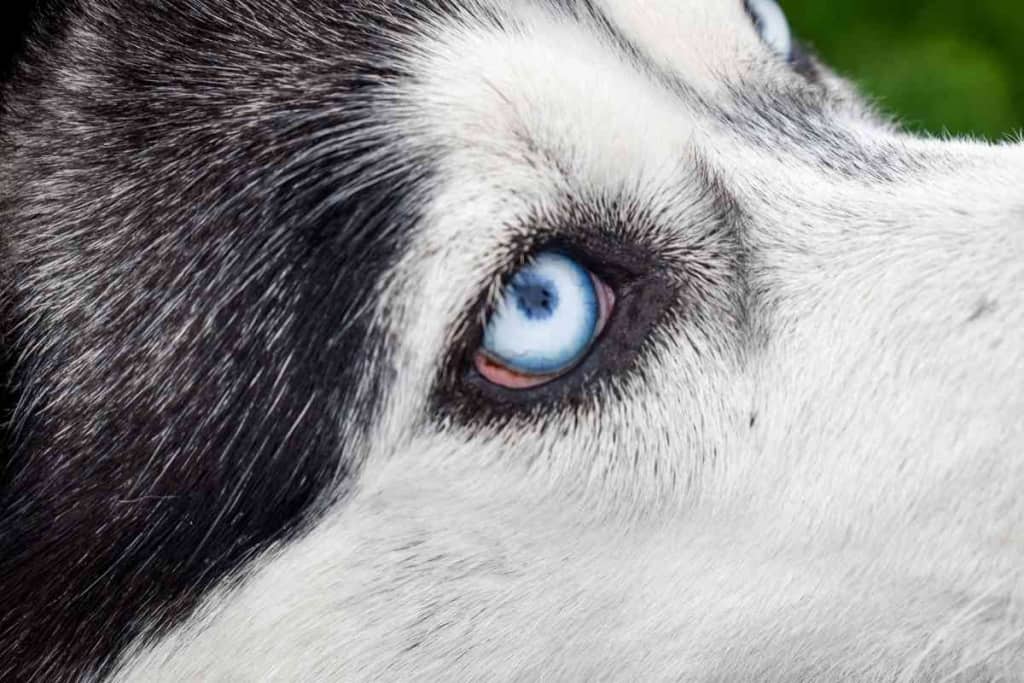 Husky Eye Color Everything You Want To Know About The Eyes Of Huskies 1 Husky Eye Color - Everything You Want To Know About The Eyes Of Huskies