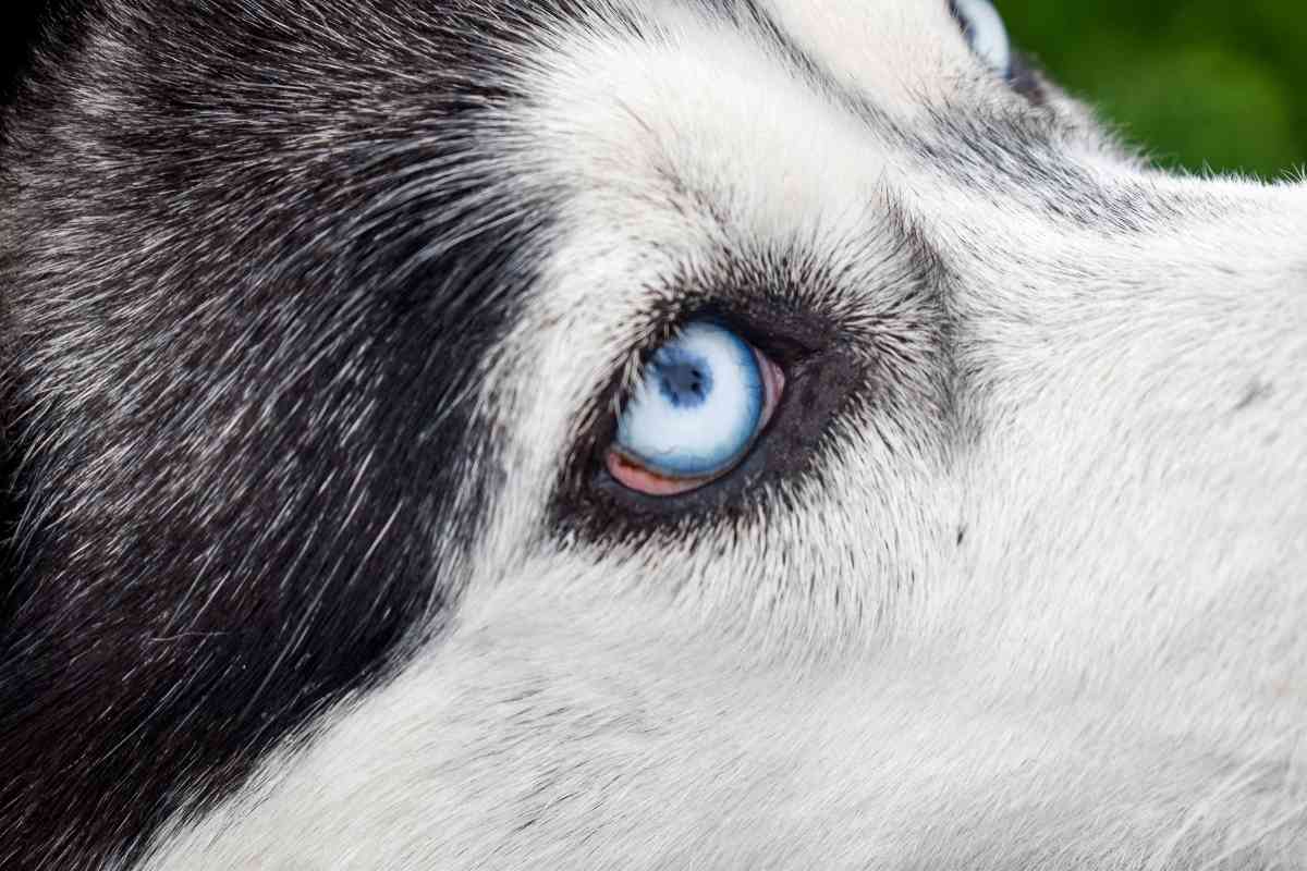 why do huskies eyes change color