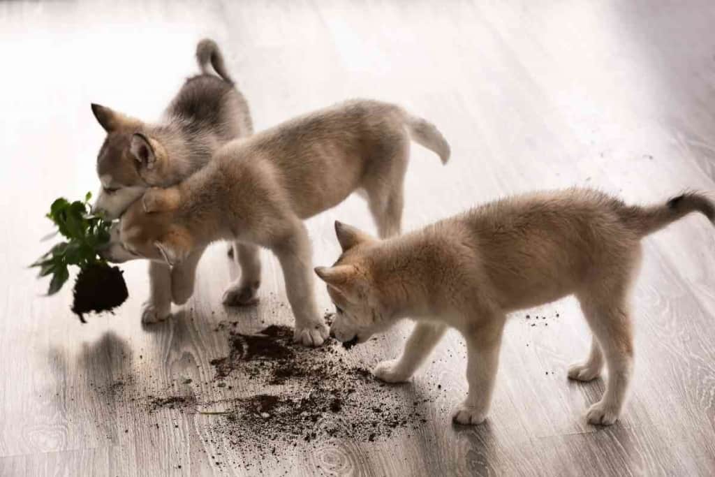 Husky Pups Teething Biting and Chewing Will It Ever Stop 1 1 Husky Pups - Teething, Biting, and Chewing: Will It Ever Stop?