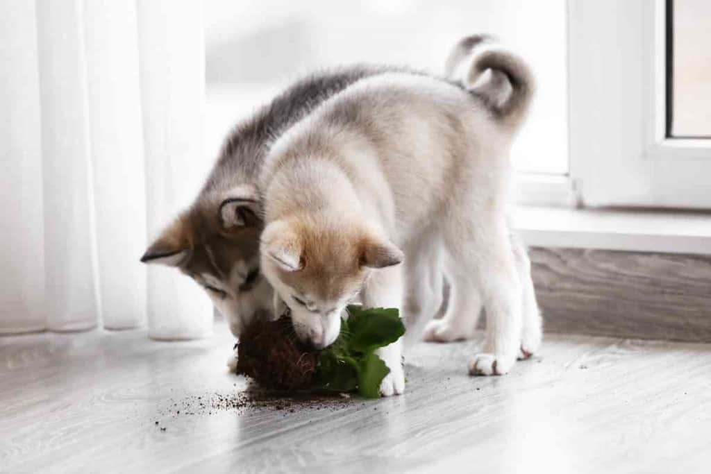 Husky Pups Teething Biting and Chewing Will It Ever Stop 1 Husky Pups - Teething, Biting, and Chewing: Will It Ever Stop?