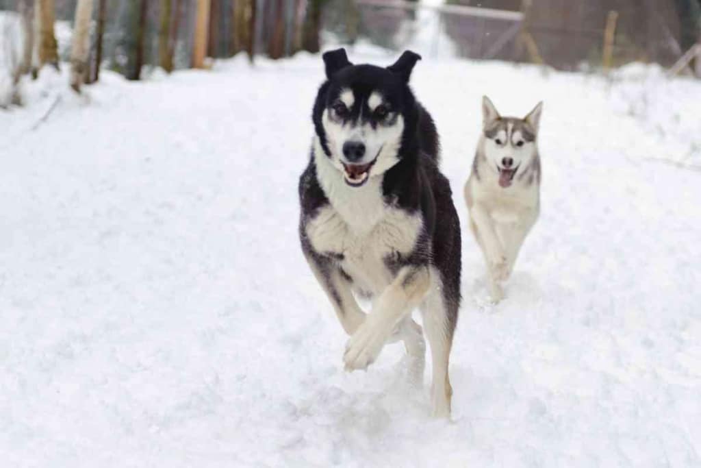 Hyper Huskies 1 1 Hyper Huskies: Will They Ever Calm Down? 5 New Calming Tools!