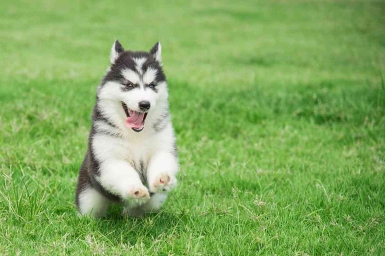 Hyper Huskies: Will They Ever Calm Down? 5 New Calming Tools!