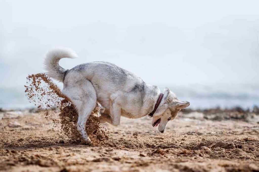 Reasons Your Husky Keeps Digging Holes 1 1 The 3 Most Likely Reasons Your Husky Keeps Digging Holes
