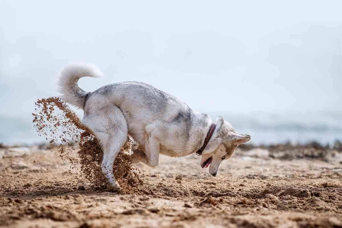 The 3 Most Likely Reasons Your Husky Keeps Digging Holes Embora Pets