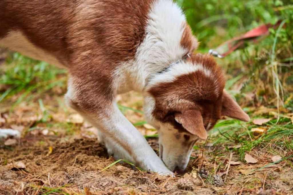 Reasons Your Husky Keeps Digging Holes The 3 Most Likely Reasons Your Husky Keeps Digging Holes