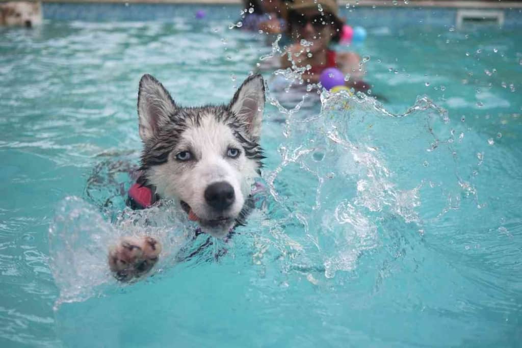 Reasons Your Husky Likes To Dig In The Water 1 3 Reasons Your Husky Likes To Dig In The Water
