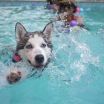 Reasons Your Husky Likes To Dig In The Water How To Take Care Of A Husky Puppy: A First-Time Owner’s Guide