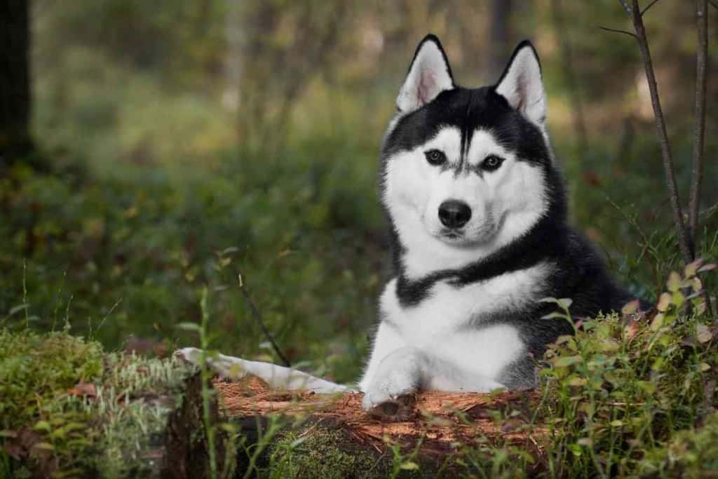 how often does husky shed