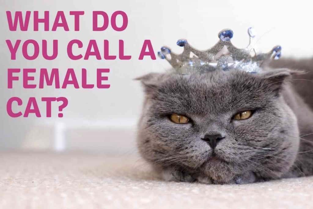 the-three-correct-terms-for-a-female-cat-embora-pets