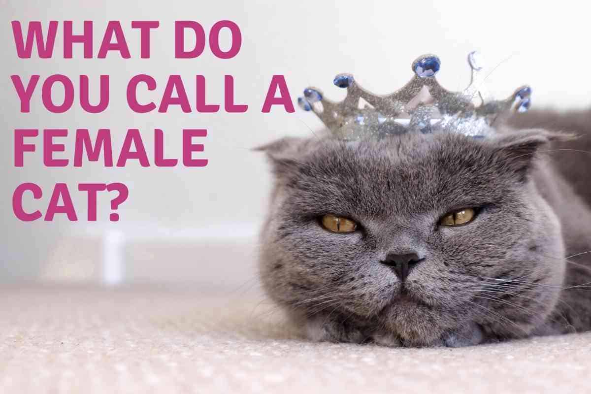 The Three Correct Terms For A Female Cat Embora Pets