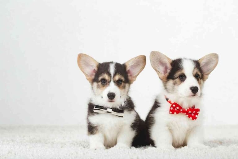 What Size Collar Should I Get For A Corgi Puppy?