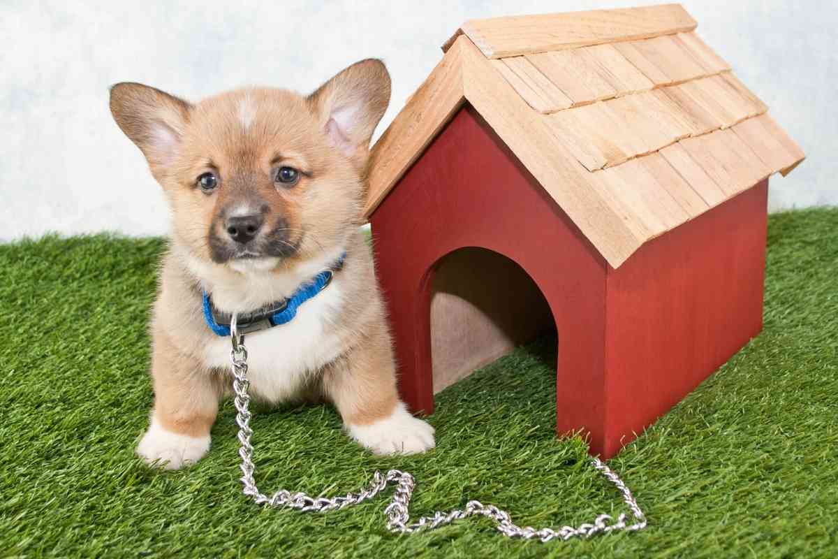 What Size Collar Should I Get For A Puppy? Embora Pets