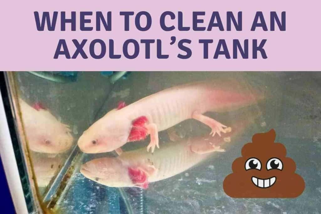 When To Clean An Axolotls Tank When To Clean An Axolotl’s Tank [Signs It’s Time]